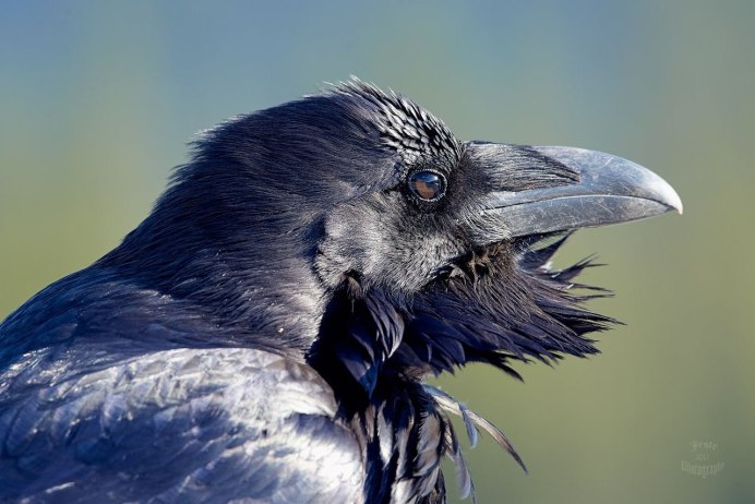 Чёрная ворона