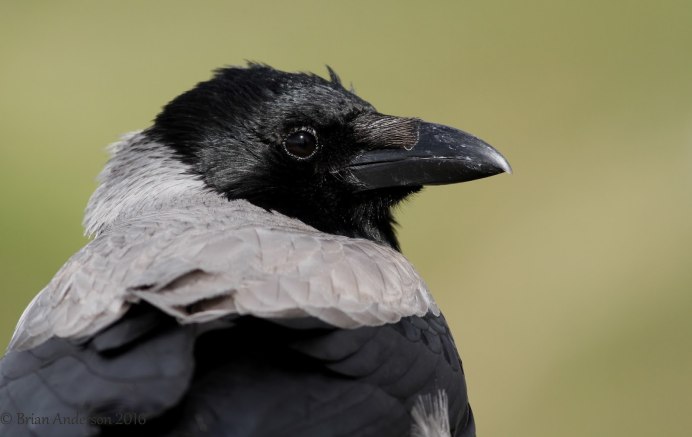 Серая ворона клюв