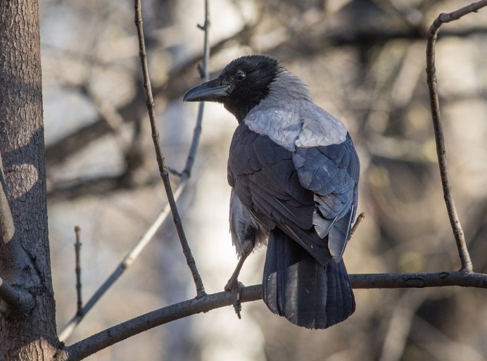 Ворон обыкновенныи