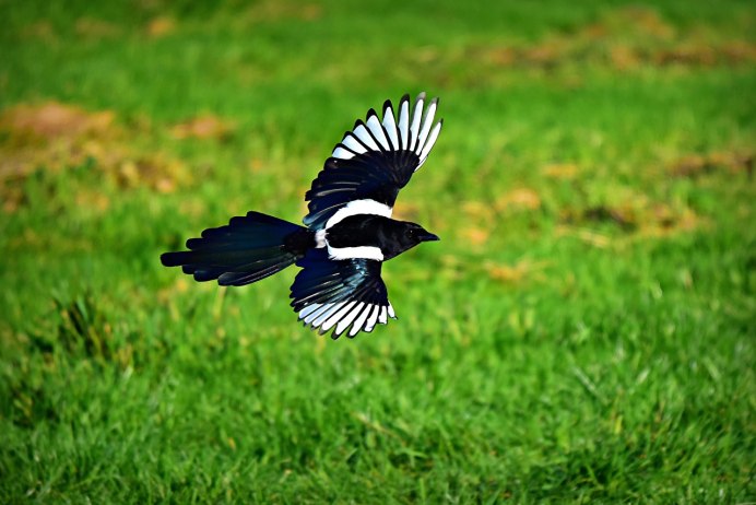 Сорока Magpie