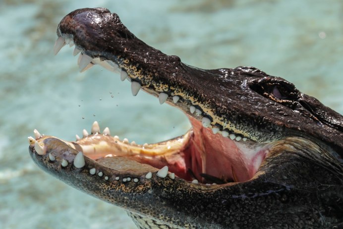 Центральноамериканский крокодил (Crocodylus moreletii)