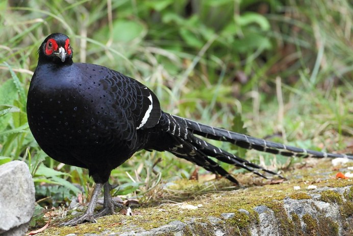 Фазан черный фазан