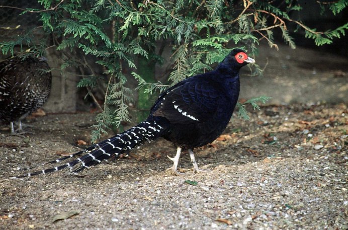 Пёстрый фазан Микадо