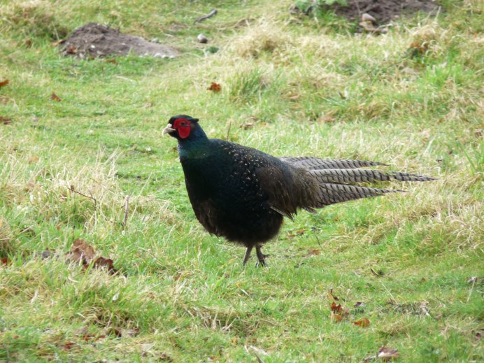 Лофура Эдвардса Lophura edwardsi