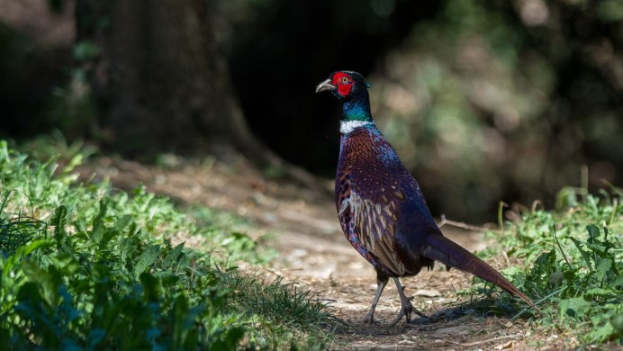 Фазан Сальвадора