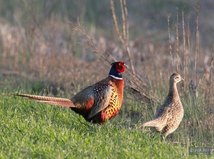 Королевский фазан самка