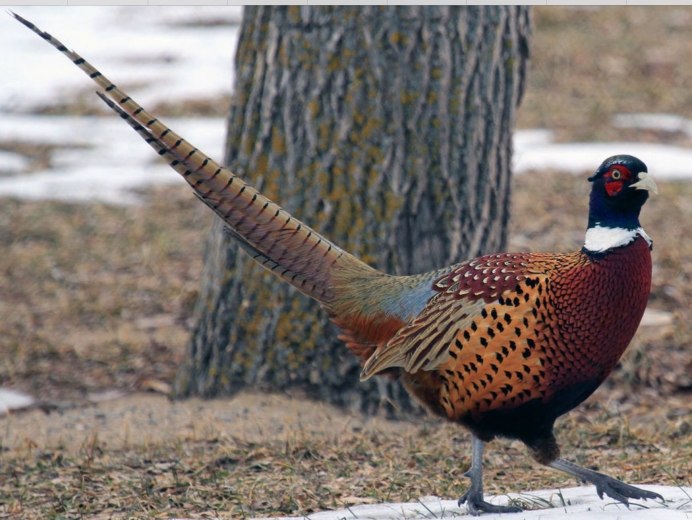 Уссурийский фазан