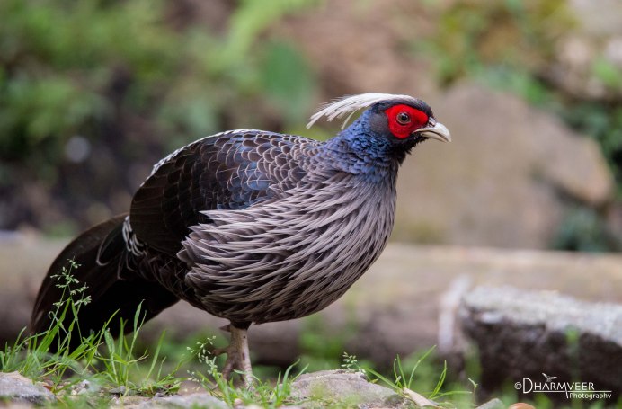 Лофура Королевская, Королевский фазан