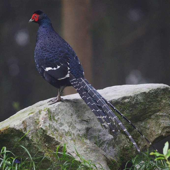 Фазан Микадо