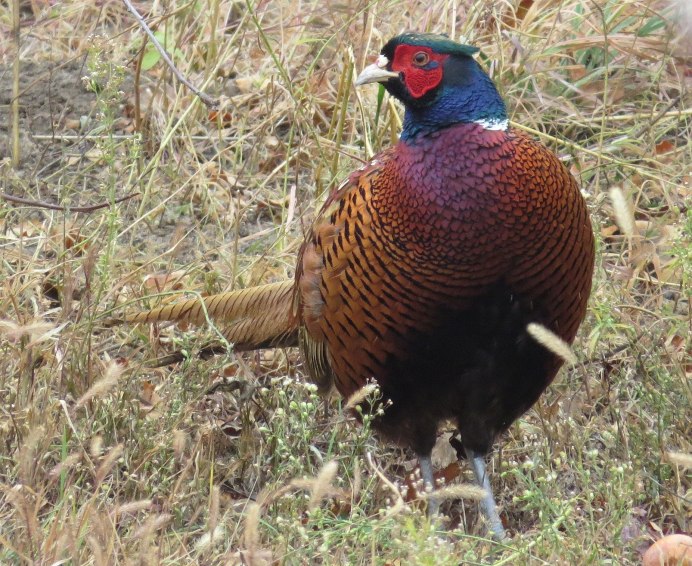 Пёстрый китайский фазан