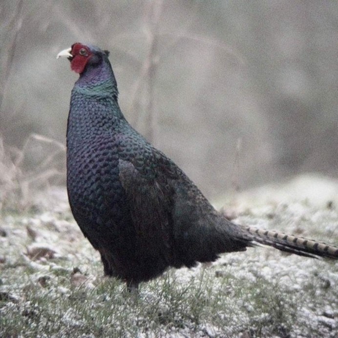 Зелёный фазан / Phasianus versicolor
