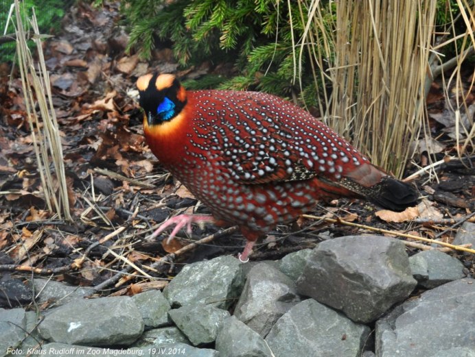 Фазан итагин