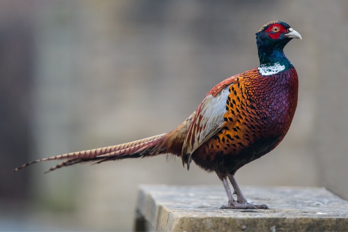 Отряд Курообразные (galliformes)