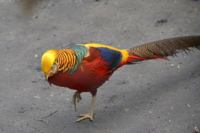 Фазан Микадо