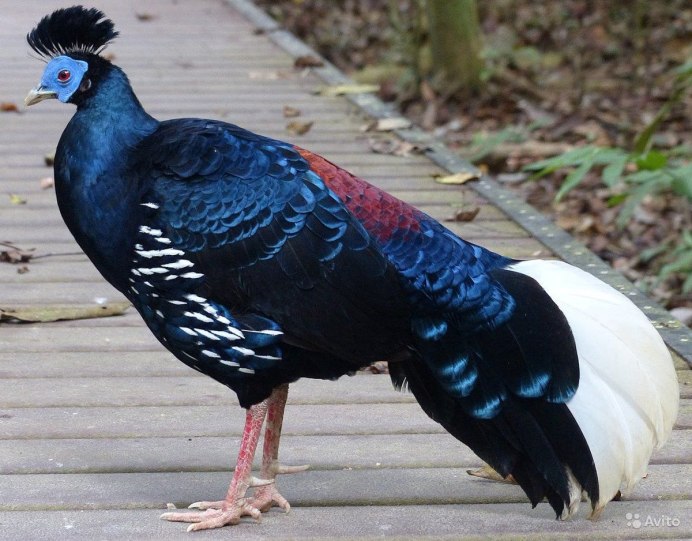 Черный кавказский фазан