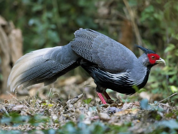 Королевская лофура