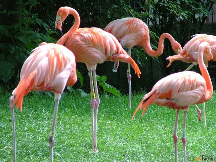 Flamingo Dekorlari