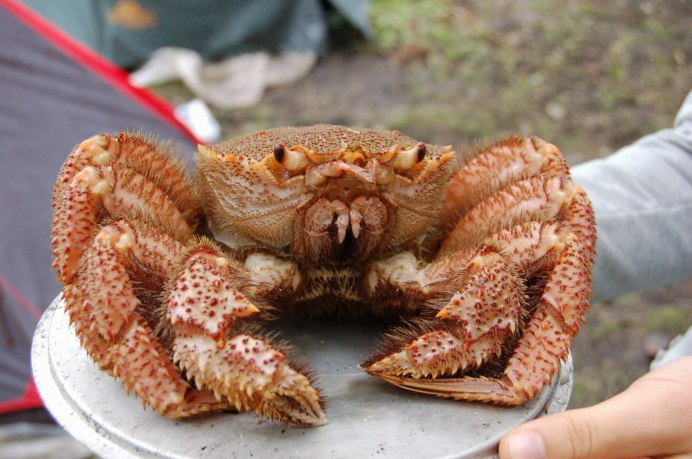 Erimacrus isenbeckii