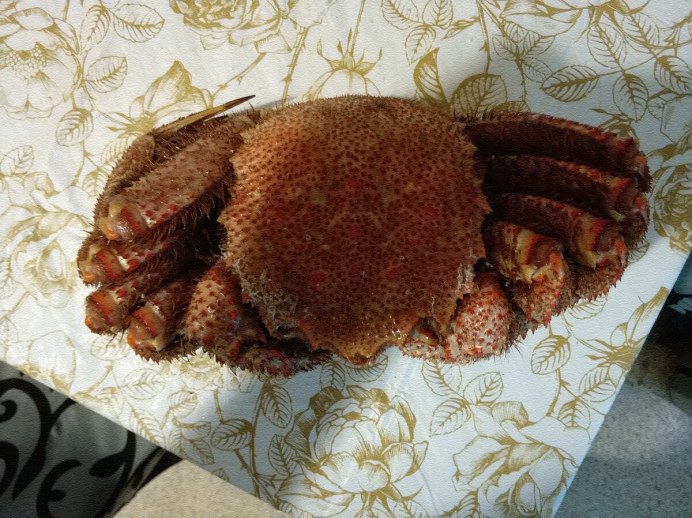 Erimacrus isenbeckii