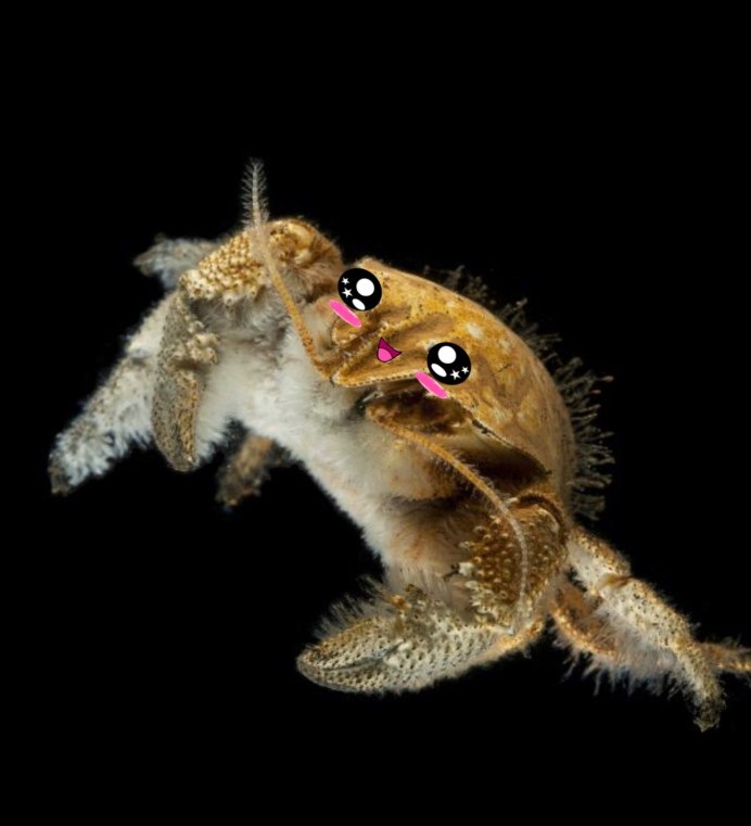 Erimacrus isenbeckii