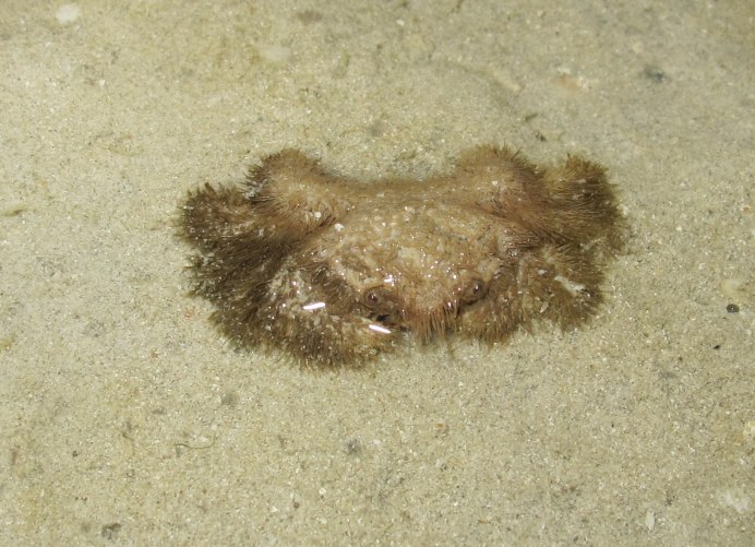 Erimacrus isenbeckii