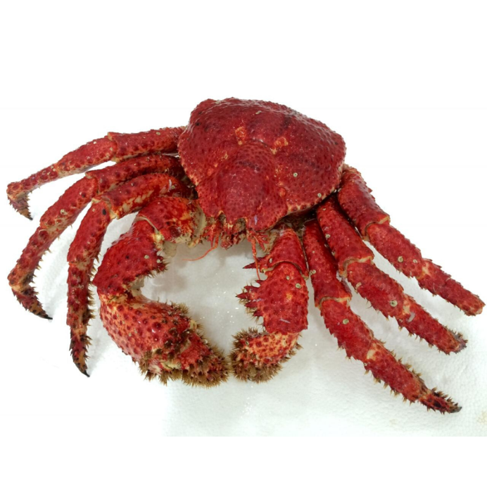 Erimacrus isenbeckii