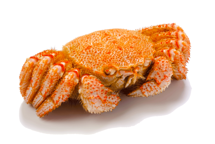 Китайский мохнаторукий краб