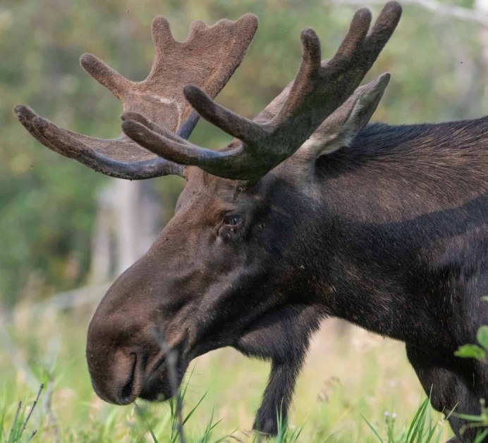 Темный Лось