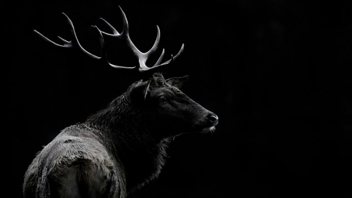 Черный Лось