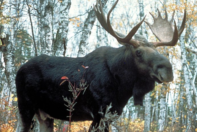 Черный олень