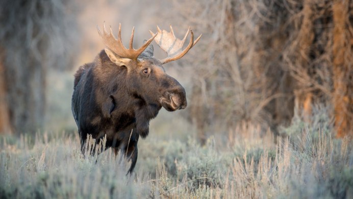 Лось Ивановская область