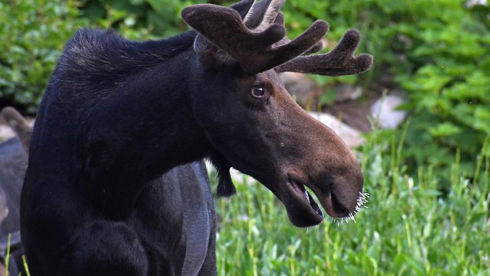 Олень в темном лесу