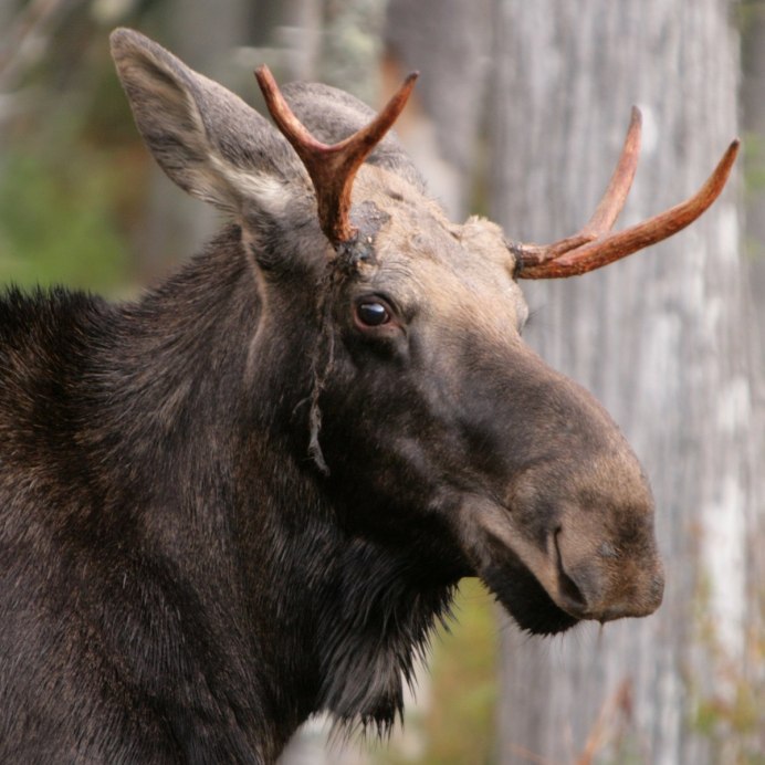 Финский фотограф Осси Сааринен
