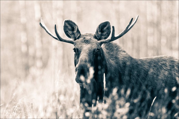 Черный Лось