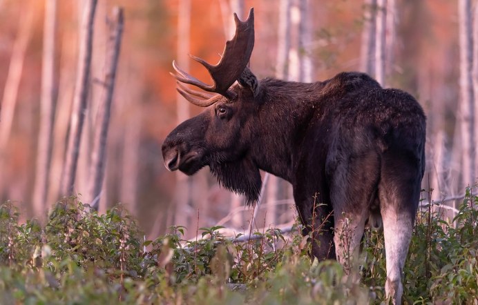 Американский Лось ареал