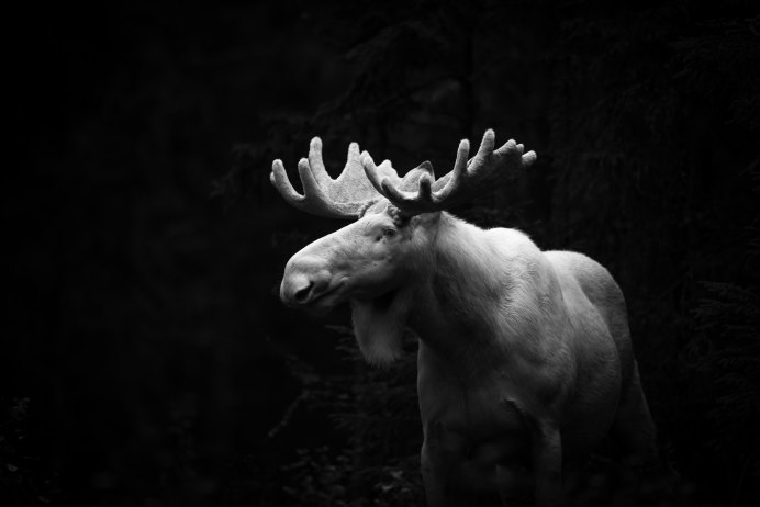 Старый Лось