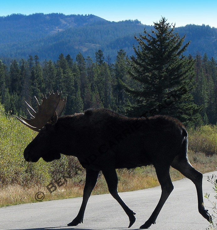 Лось Сохатый ареал