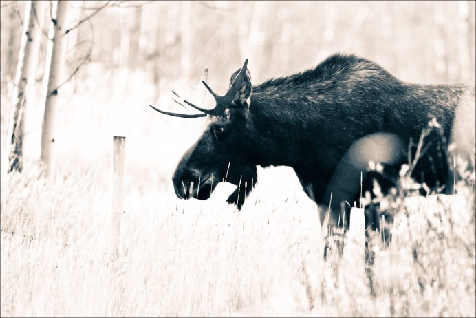 Лось в лесу