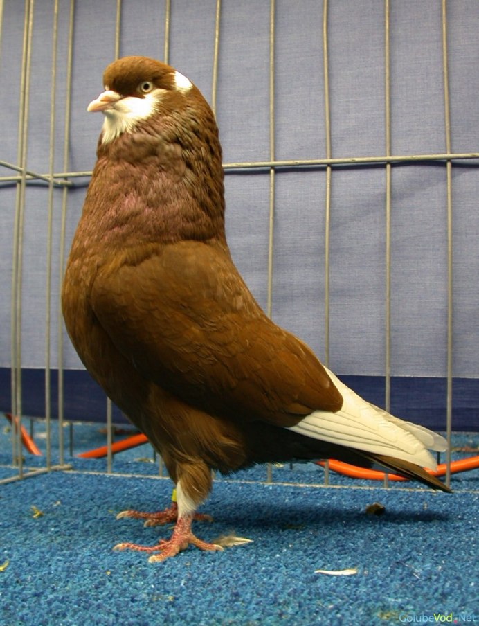 Американский голубь