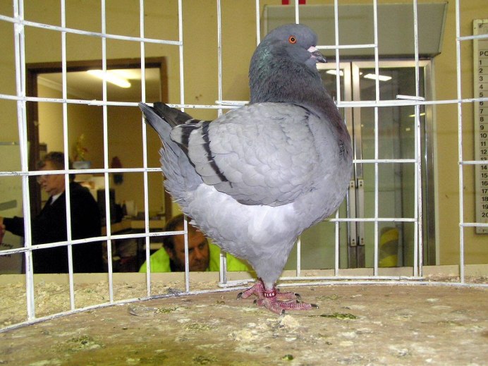 Порода голубей Тексан