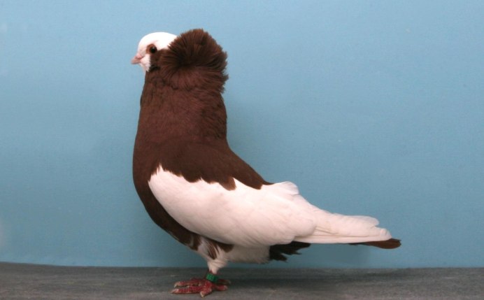 Голуби породы Апатин