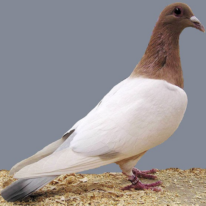 Голуби породы Богемская космоногая