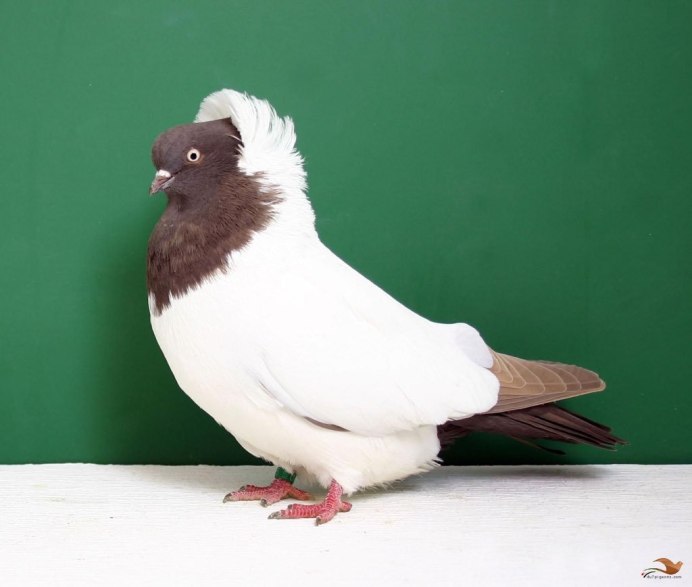 Голубь монах Турман