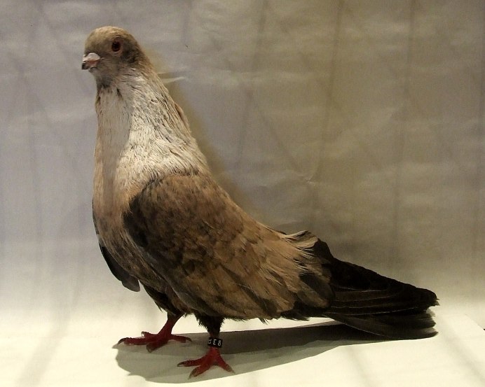 Египетский Свифт голуби