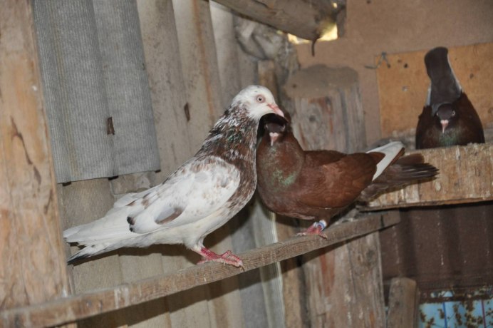 Голуби американская кормилка