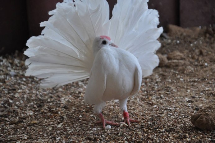 Голубь Павлин белый