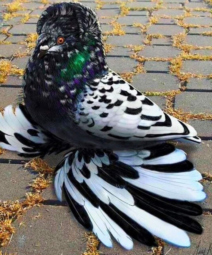 Голубь Богемская космоногая