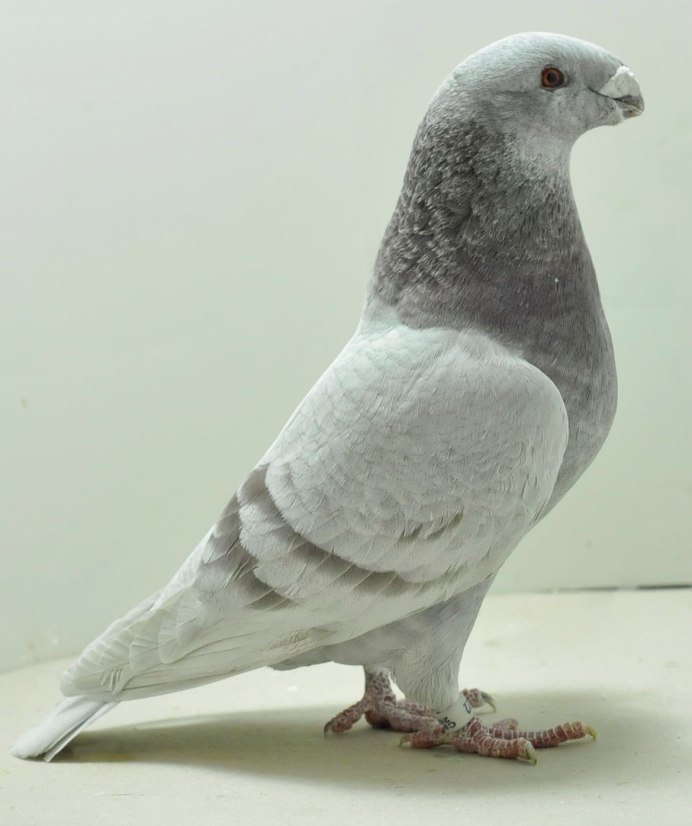 Голуби породы Апатин
