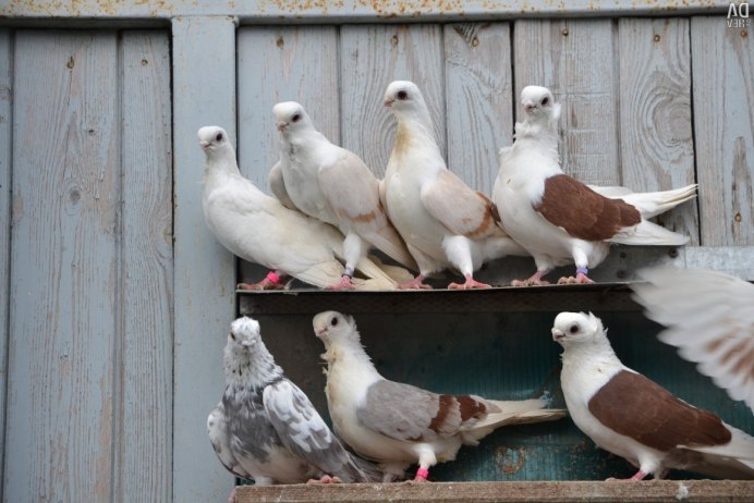 Голуби Анатолийская Чайка