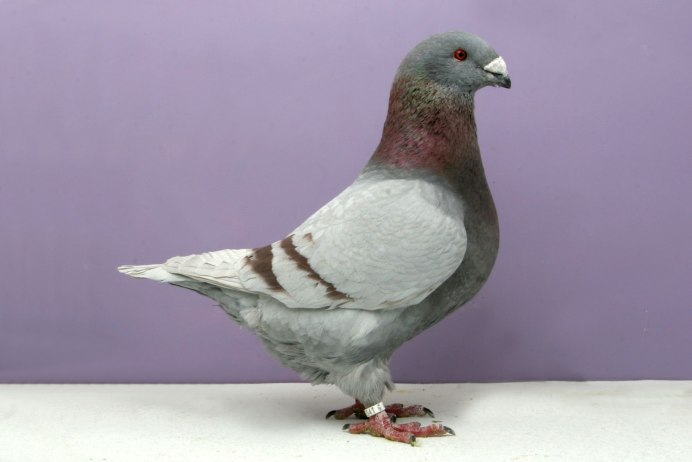 Голуби породы Арденны